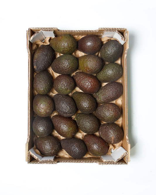 Avocado Hass