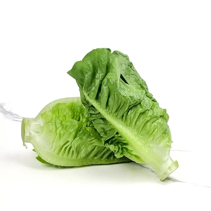 Lettuce Romaine Baby