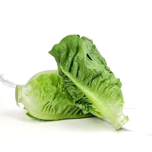 Lettuce Romaine Baby
