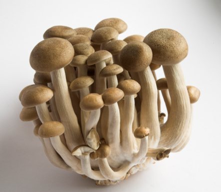 Mushroom Honshimeiji
