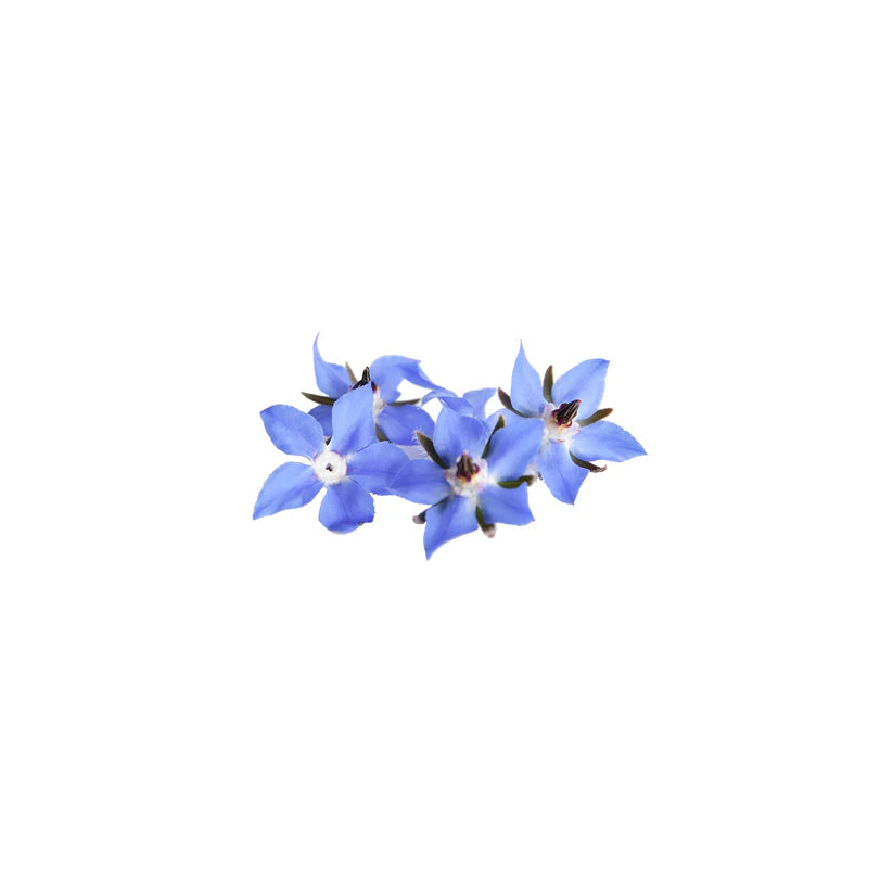 Edible Flowers - Borage (Blue) (Nosh)
