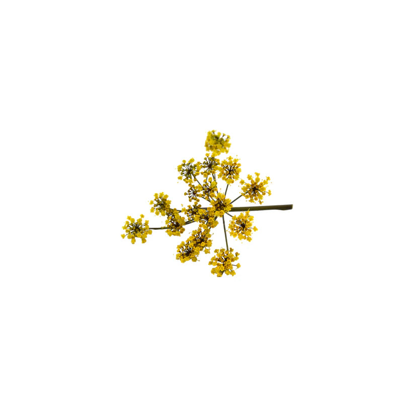 Edible Flowers - Bronze Fennel Flower (Nosh)