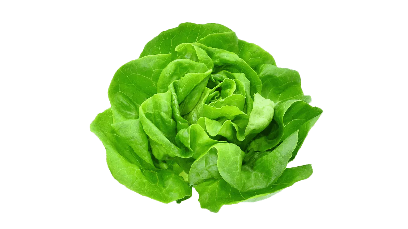 Lettuce Butterhead