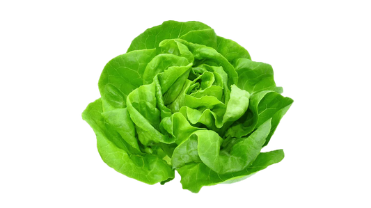 Lettuce Butterhead