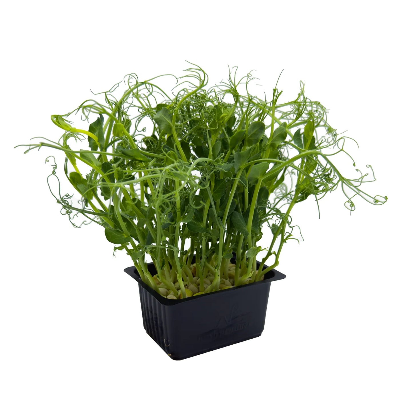 Cress - Affila Snow Pea