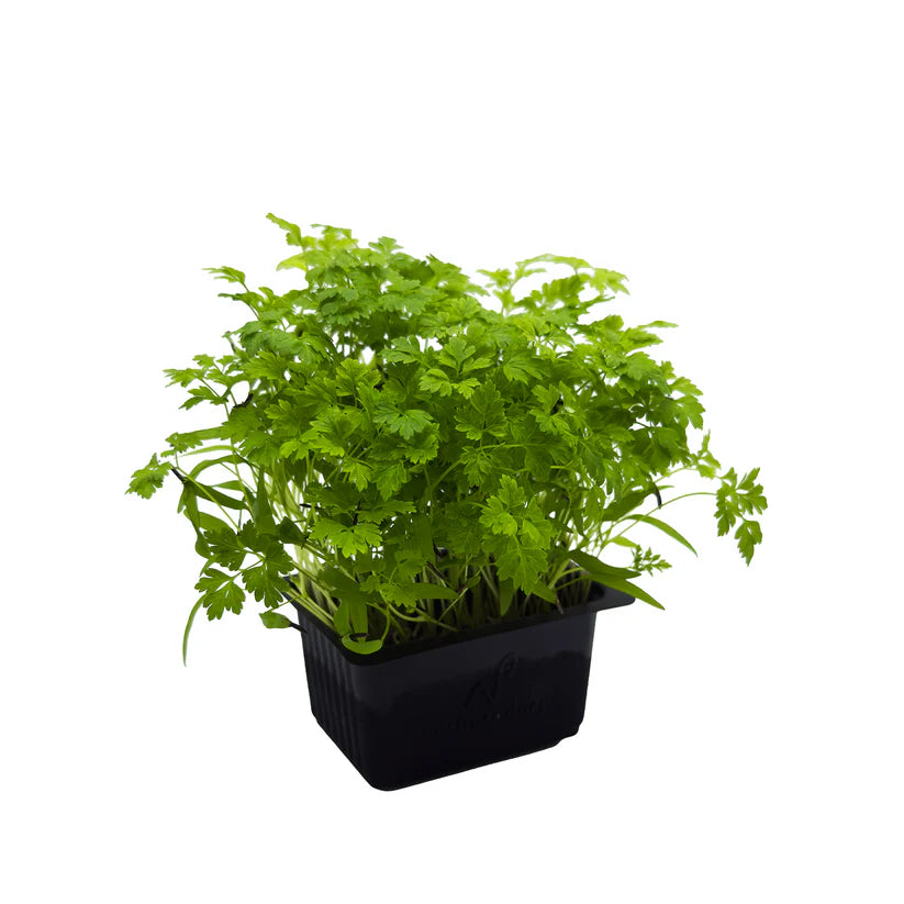 Cress - Chervil (Nosh)