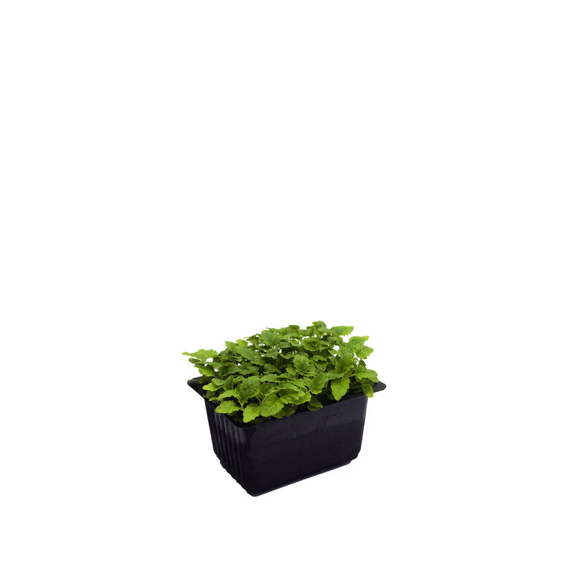 Cress - Citron / Lemon Balm (Small) (Nosh)