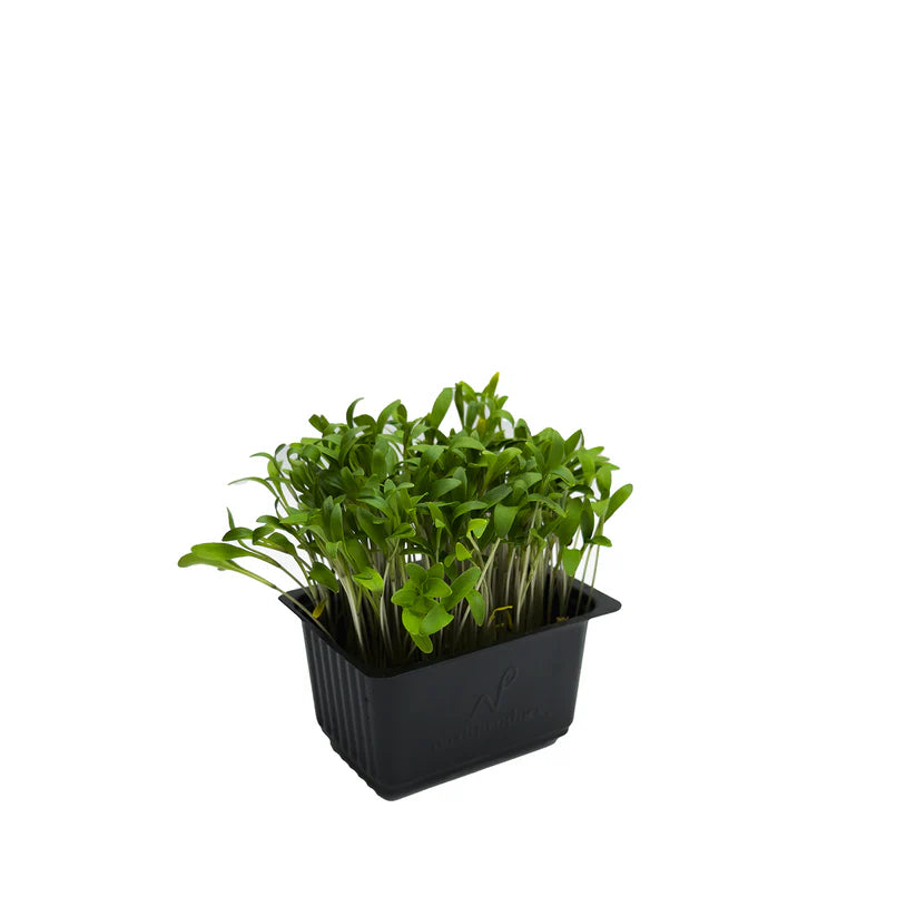Cress - Ghoa / Corriander