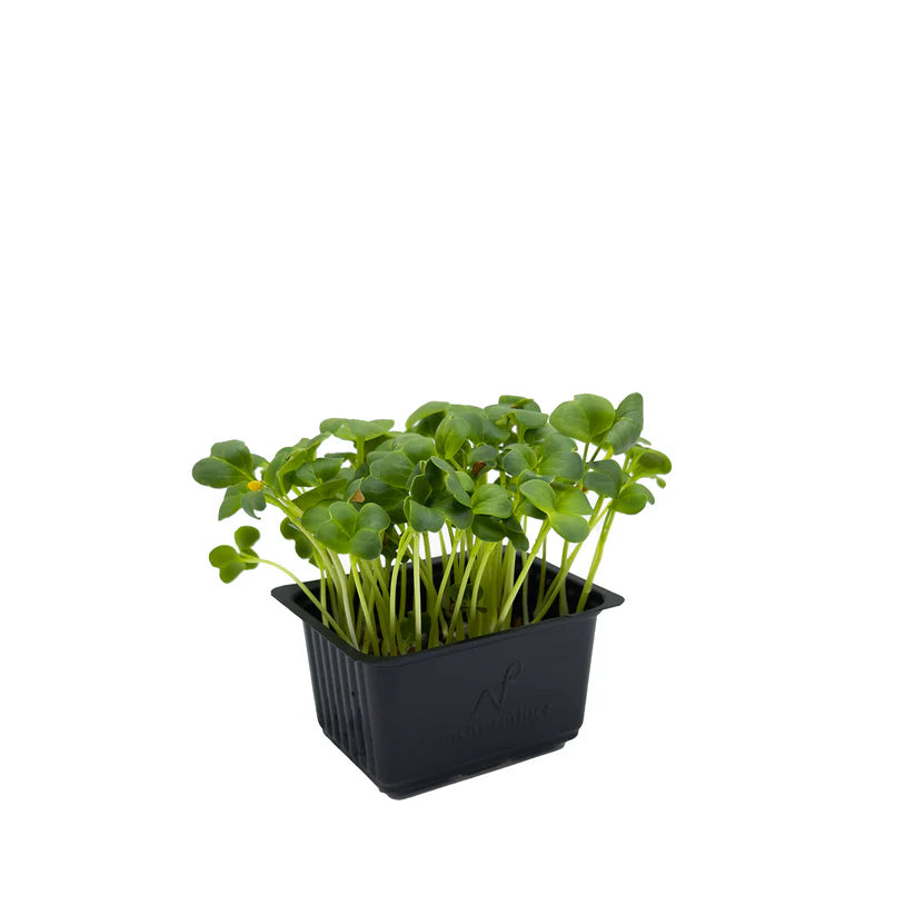 Cress - Daikon (Kaiware) (Nosh)