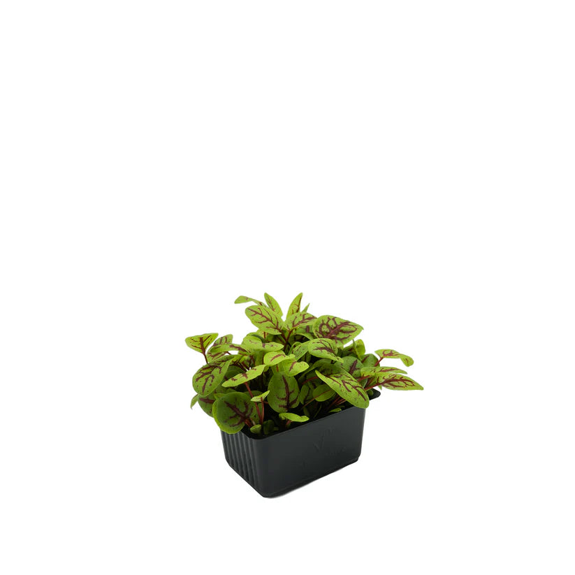 Cress - Red Vein Sorrel / Vene