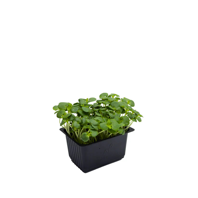 Cress - Shiso Green