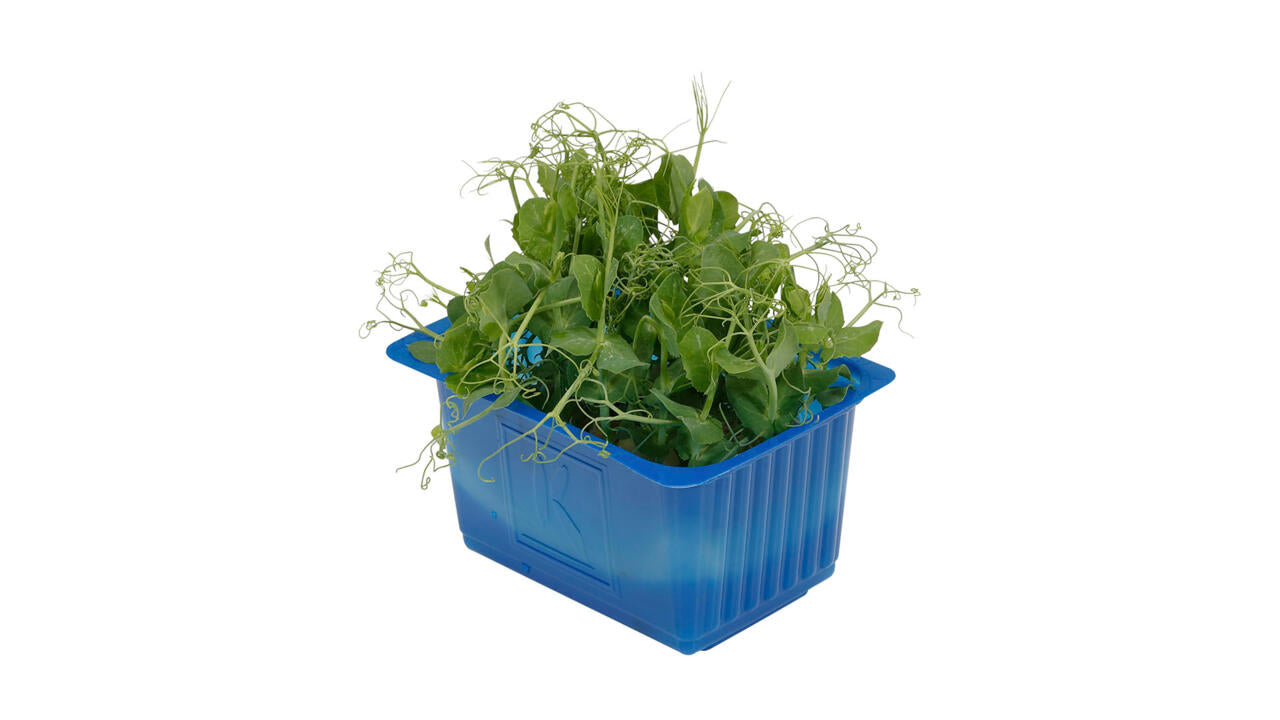 Cress - Affila Snow Pea