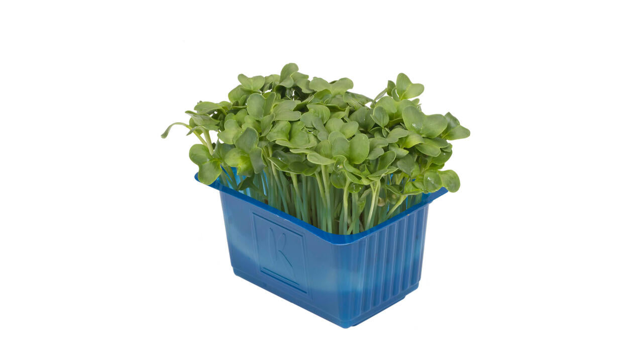 Cress - Daikon (Kaiware)