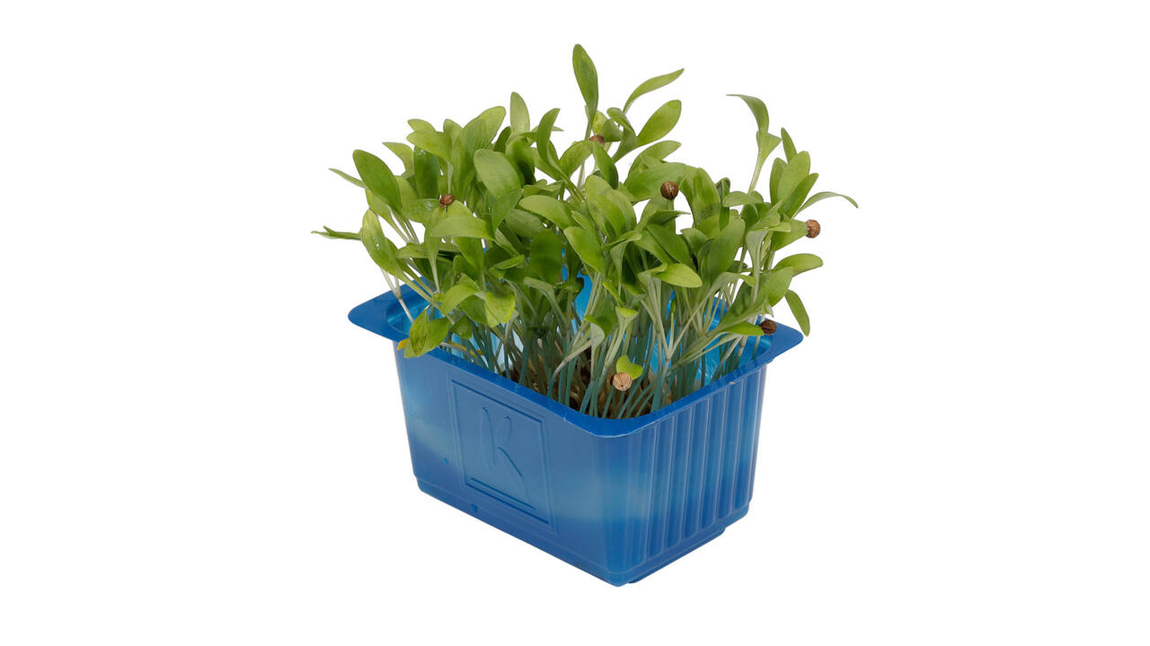 Cress - Ghoa / Corriander
