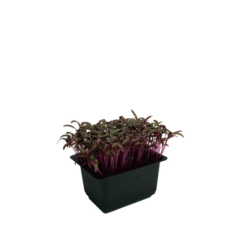 Cress - Scarlett/Red Amaranth (Small) (Nosh)