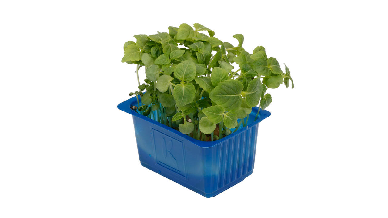 Cress - Shiso Green
