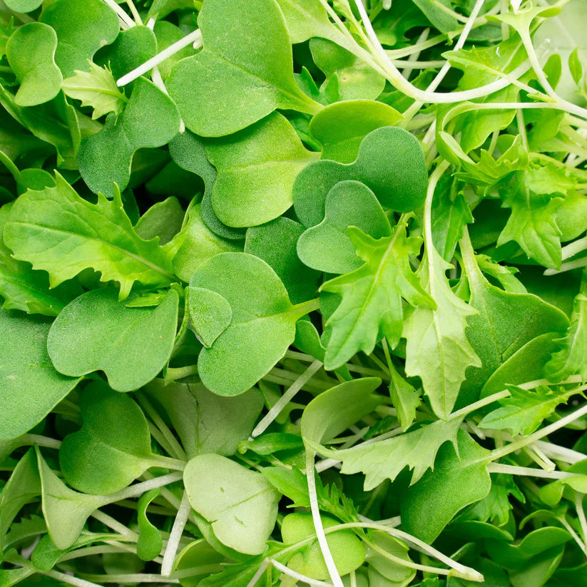 Cut Microgreen Mizuna Green (Nosh)