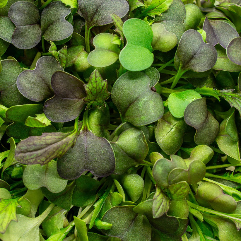 Cut Microgreen Mizuna Red (Nosh)