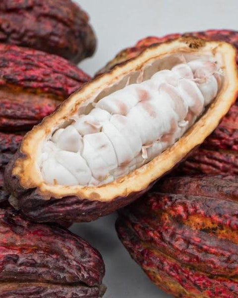 Cacao Pods