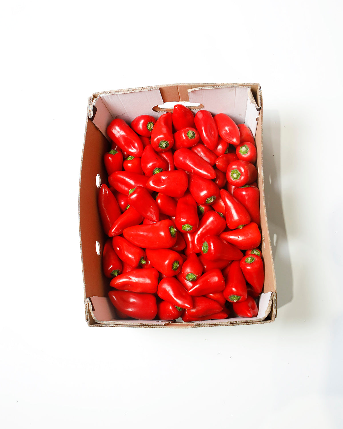 Capsicum Sweetbite Red