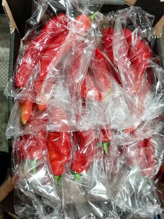 Capsicum Red Pointed