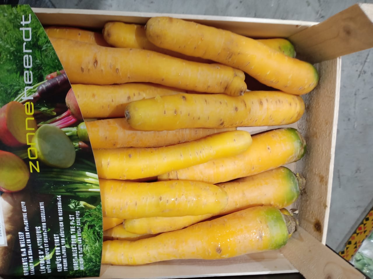 Carrot White/Yellow - BIG size (Holland)