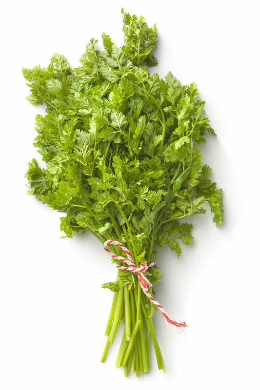 Herb Chervil