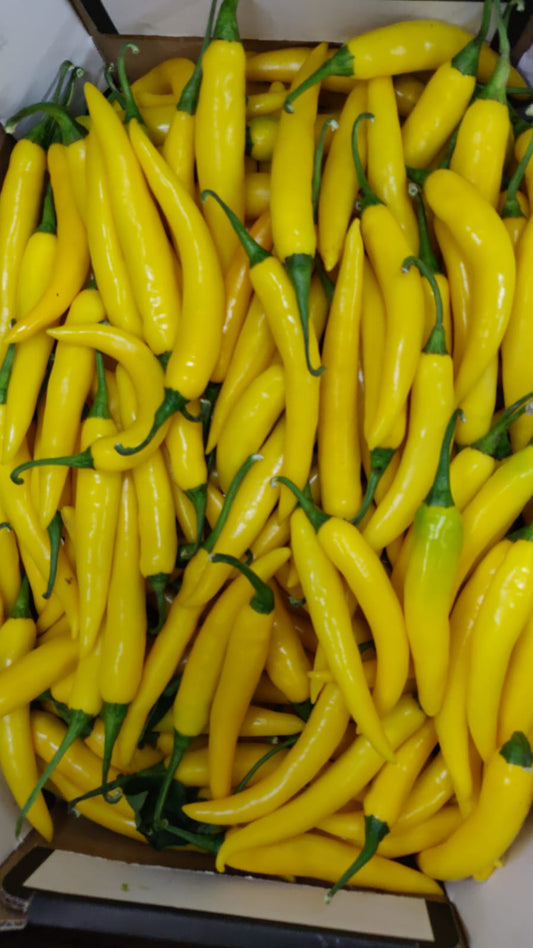 Chilli Yellow (Holland)
