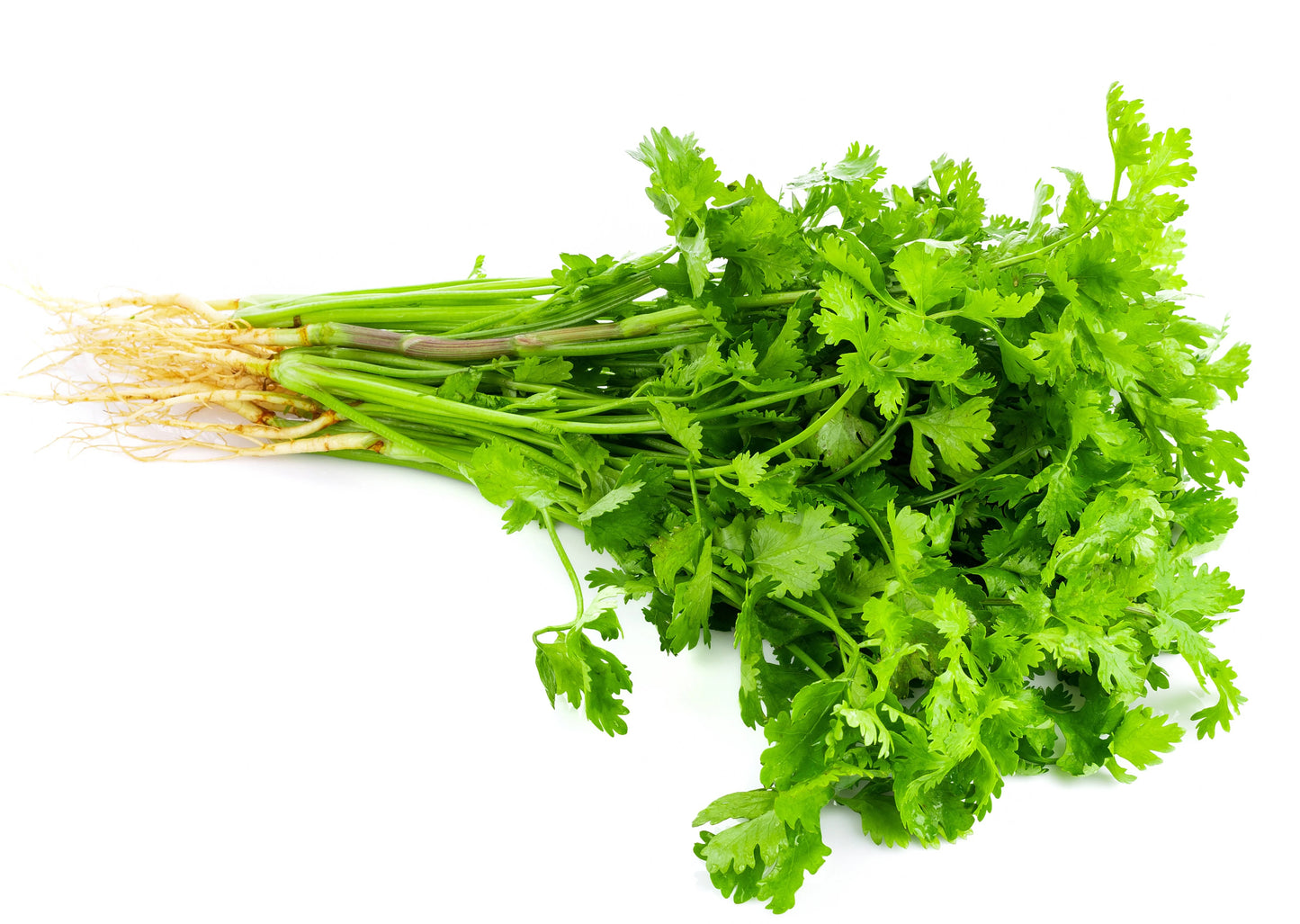 Herb Coriander (Chinese Parsley)
