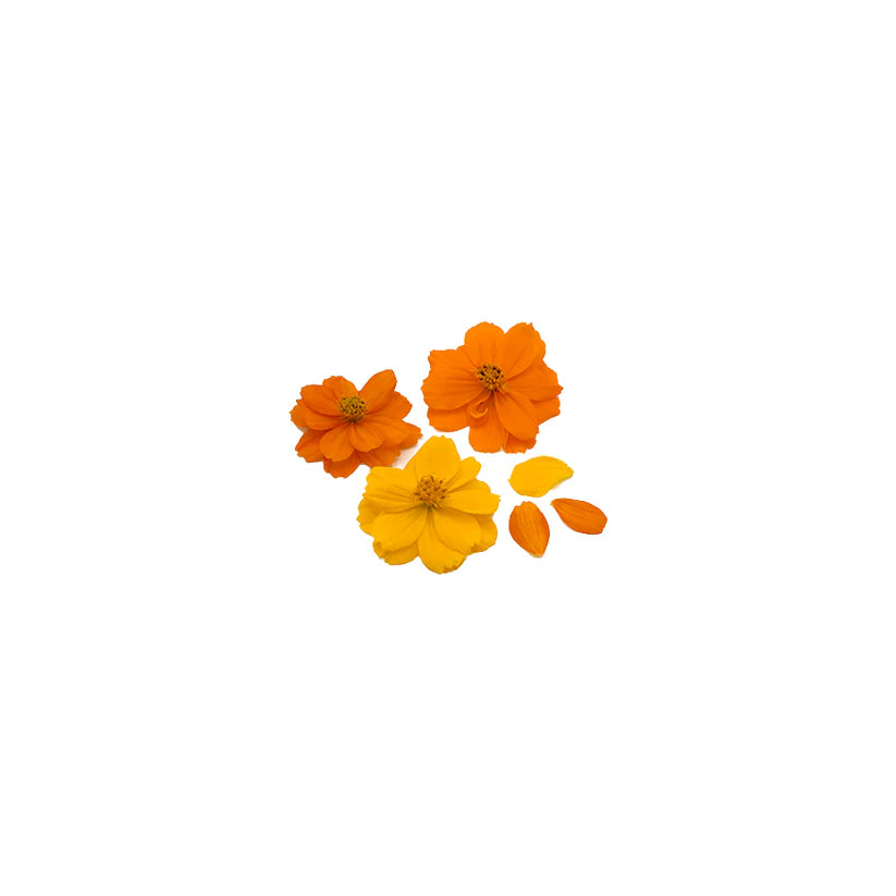 Edible Flowers - Cosmos (Mix) (Nosh)