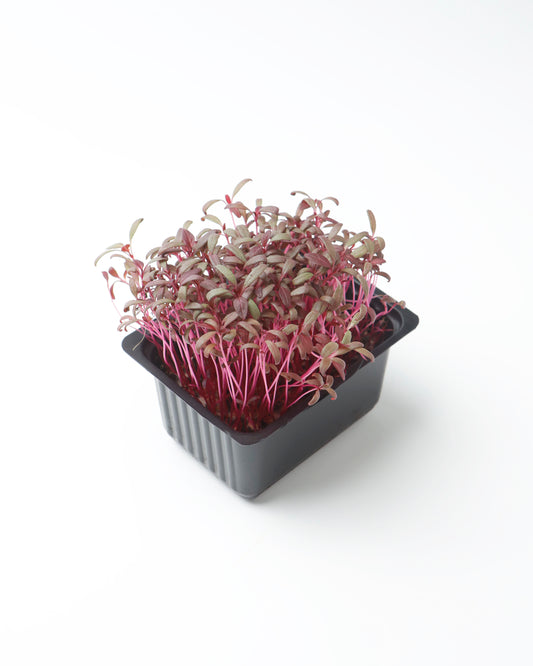 Cress Red Amaranth / Red Garnet (Small)