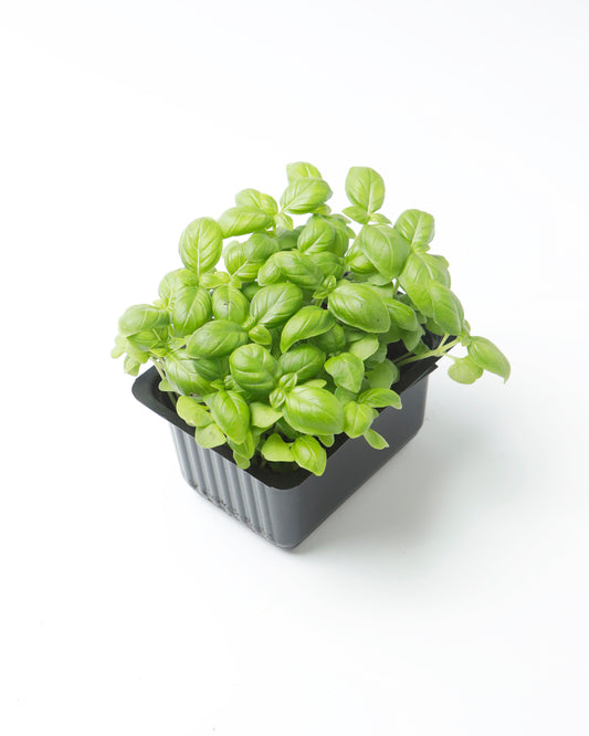 Cress Basil Green (Small)
