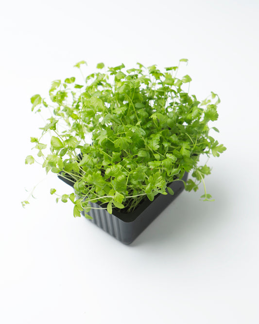 Cress Celery (Large)