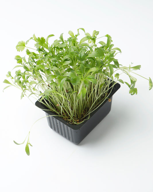 Cress Coriander