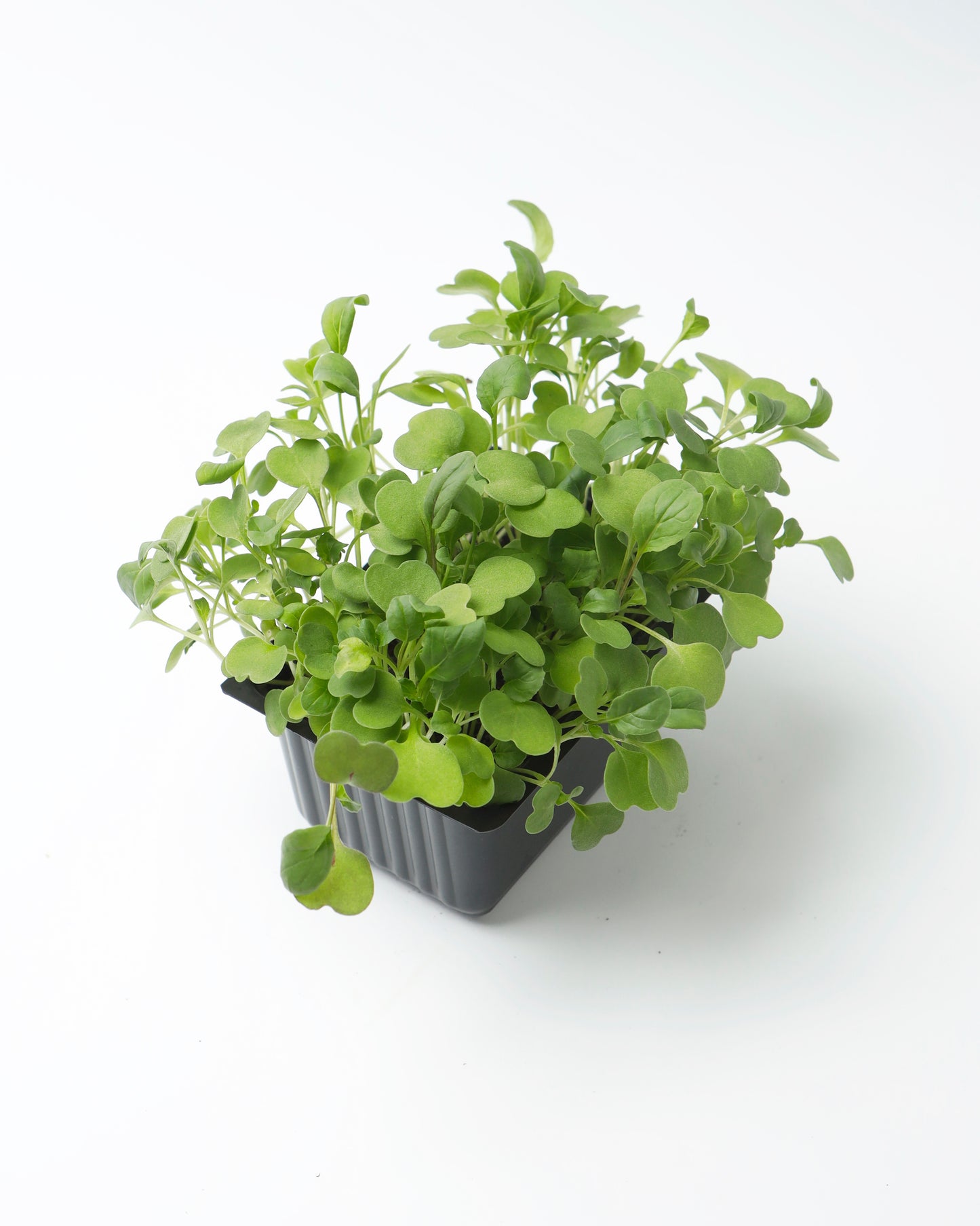 Cress Green Daikon