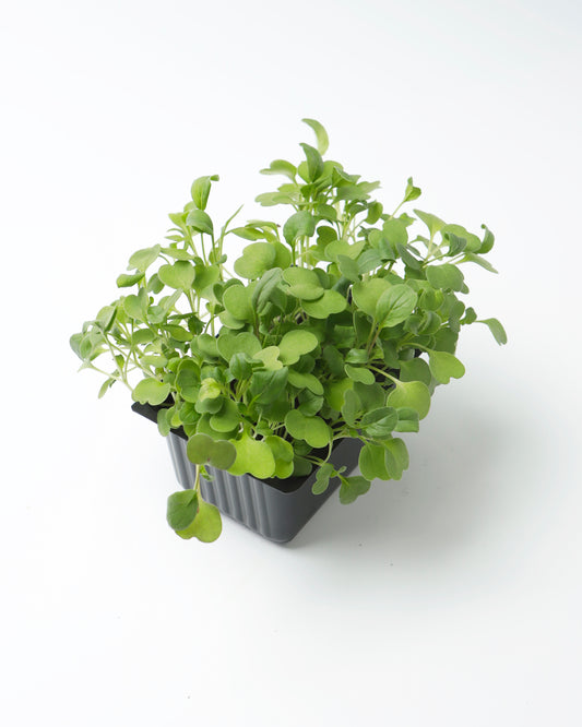 Cress Green Daikon