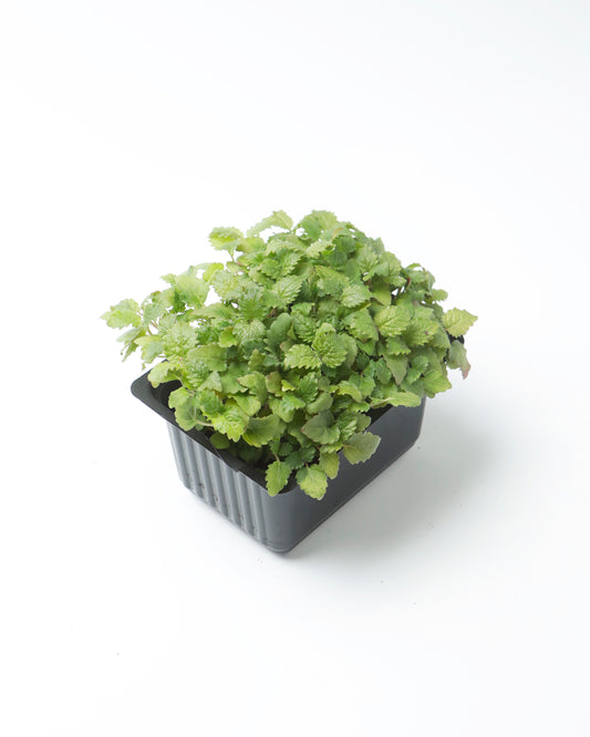 Cress Lemon Balm