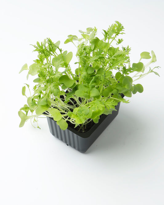 Cress Mustard Frills