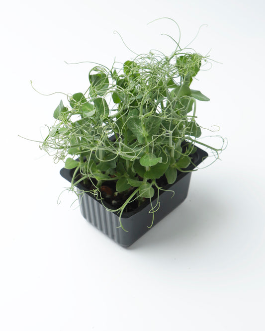 Cress Pea Tendril