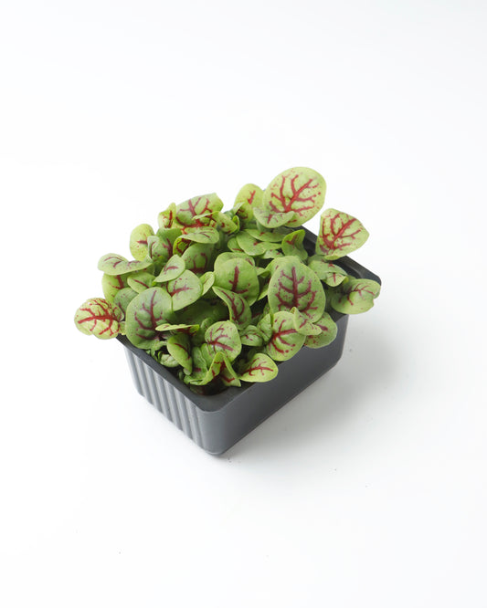 Cress Red Vein Sorrel