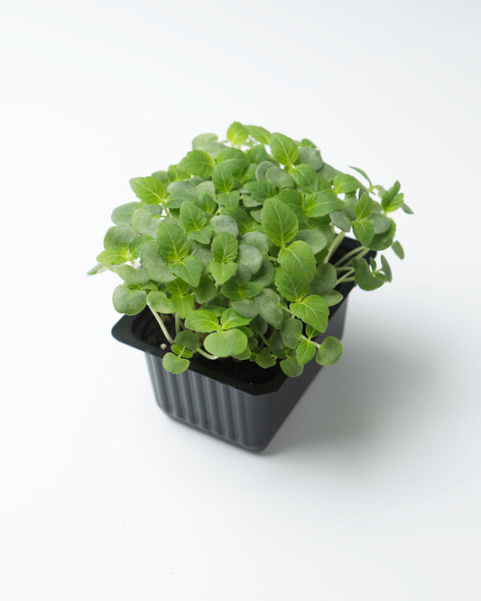 Cress Green Shiso