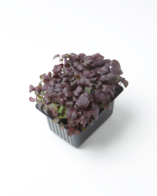 Cress Red Shiso