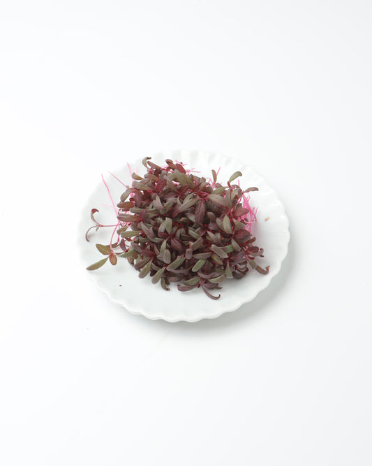 Cress Red Amaranth / Red Garnet (Small)