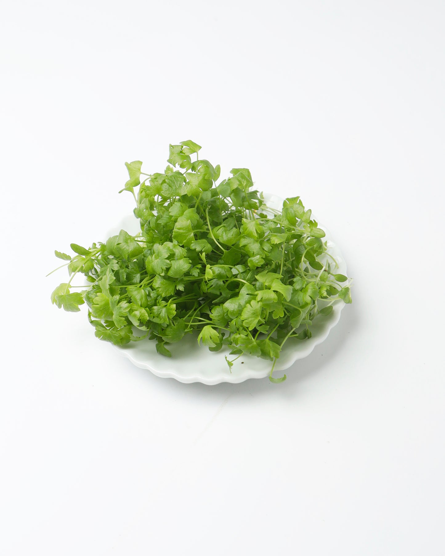 Cress Celery (Large)