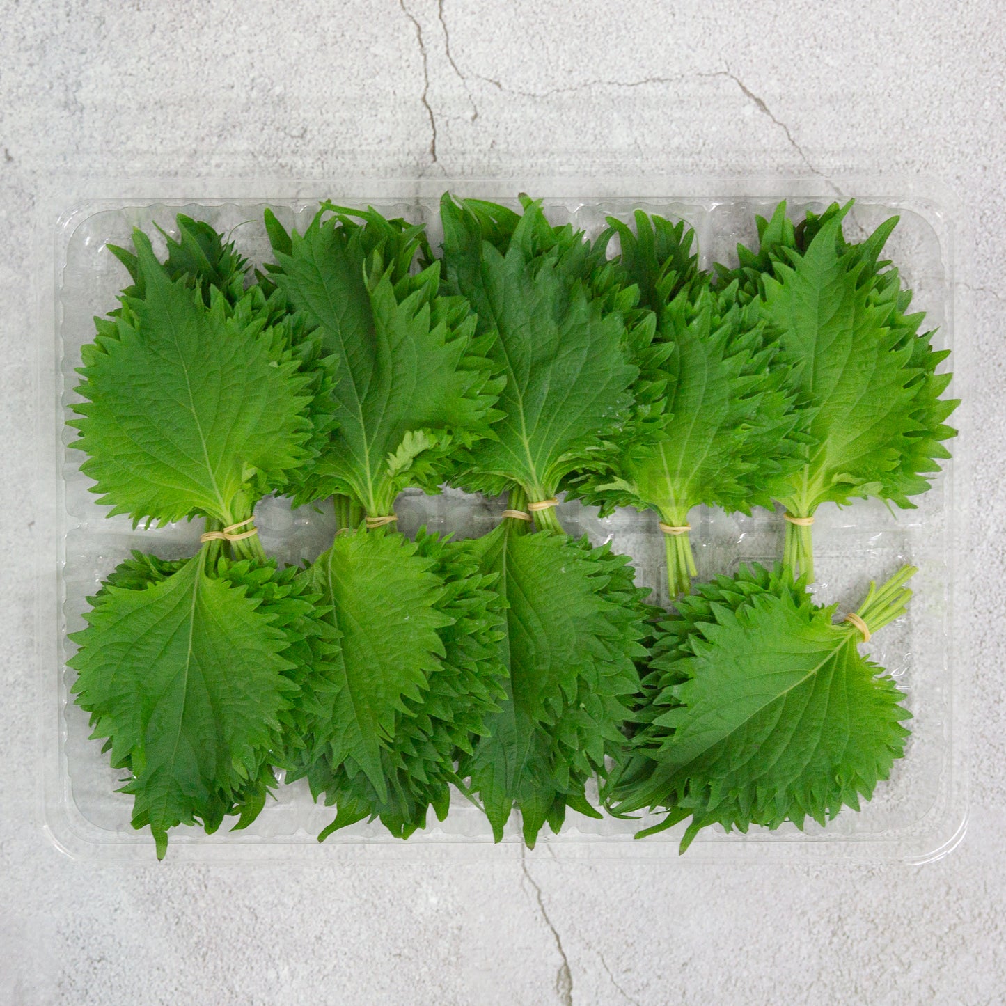 Oba leaves (100gm/pkt)