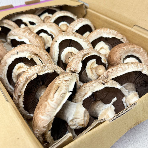 Mushroom Portobello