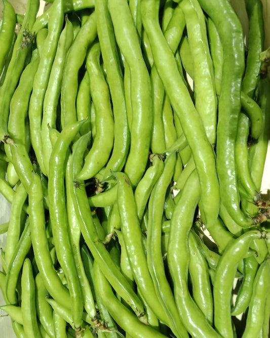 Fava Beans / Broad Beans
