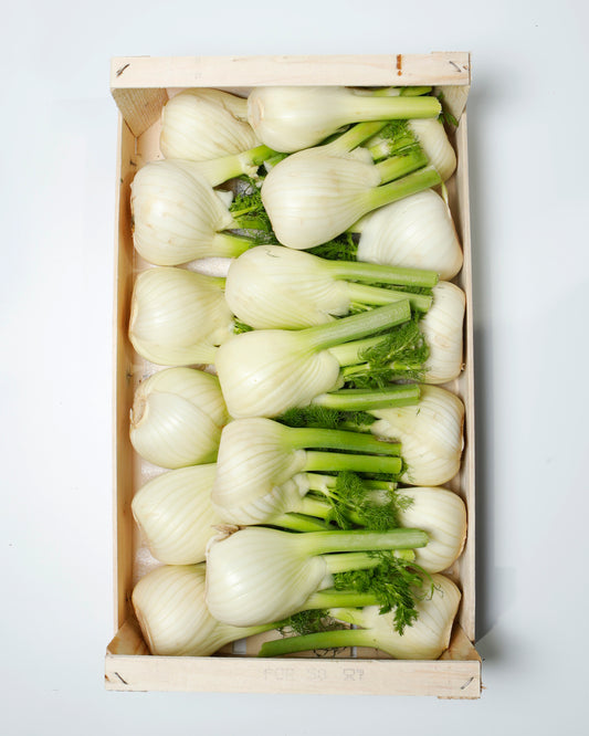 Fennel