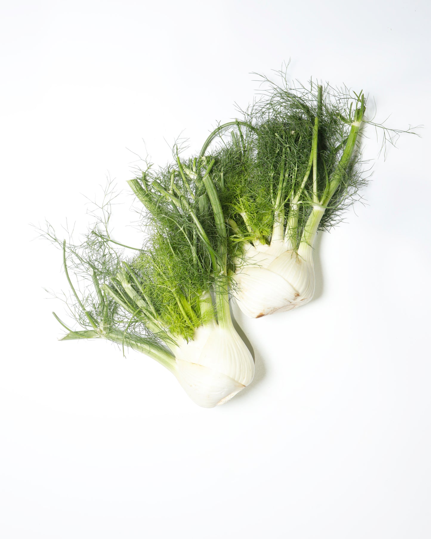 Fennel