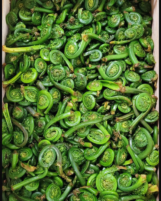 Fiddleheads